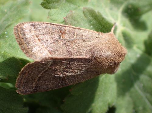 Orthosia cerasi